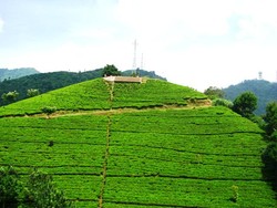 Terbang Melayang di Puncak