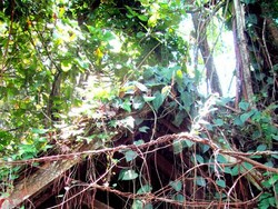 Ullen Sentalu, Museum Penyimpan Harta Karun