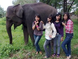 Waw! Gila-Gilaan Bareng Gajah di Way Kambas