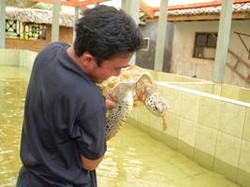 Wisata Edukasi, Penangkaran Penyu Batu Hiu