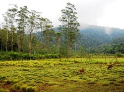 Yang Berbulu di Ranca Upas
