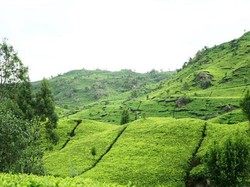 Yuk! Jelajahi 5 Kebun Teh Paling Cantik di Pulau Jawa