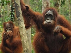Yuk Kenalan dengan Orang Utan di Tanjung Puting