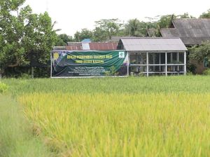 Petani Tepis Isu Food Estate Kalteng Gagal Panen: Kami Malah Untung