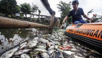 Penampakan Ikan yang Mati Mendadak di Setu Citongtut Bogor