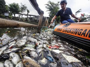 Penampakan Ikan yang Mati Mendadak di Setu Citongtut Bogor