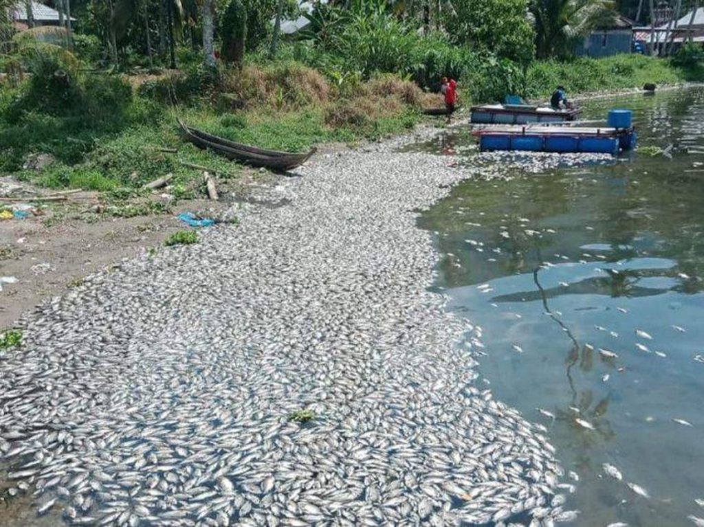 Ratusan Ton Ikan di Danau Maninjau Mati Mendadak