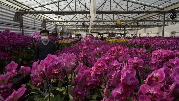 Jelang Imlek, Pasar Bunga di Hong Kong Lesu Gegara Corona