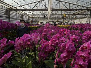 Jelang Imlek, Pasar Bunga di Hong Kong Lesu Gegara Corona