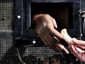 Orangutan Korban Penyelundupan Dipulangkan ke Indonesia