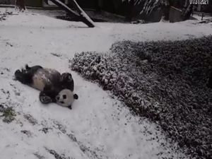 Gemas! Lihat Deh Serunya Panda Raksasa Ini Main Seluncuran Salju