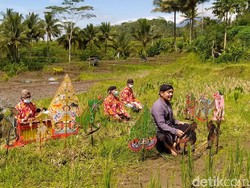 Pertunjukan Wayang Serangga di Persawahan Magelang