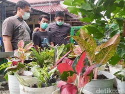 Pria di Lamongan Kepergok Curi Tanaman Hias, Kerugian Puluhan Juta Rupiah