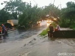 Butuh 3 Jam Evakuasi Pohon Tumbang di Pasuruan, Jalur Malang-Surabaya Lancar