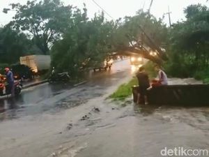 Butuh 3 Jam Evakuasi Pohon Tumbang di Pasuruan, Jalur Malang-Surabaya Lancar Butuh 3 Jam Evakuasi Pohon Tumbang di Pasuruan, Jalur Malang-Surabaya Lancar