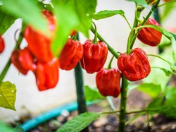 Rekor Makan Tiga Cabai Terpedas Dunia, Pria Ini Merasa Ususnya Diperas