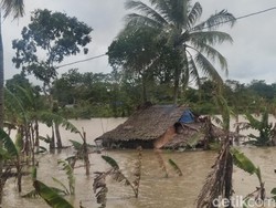 Dihantam Banjir, 1.810 Hektar Sawah di Pandeglang Banten Gagal Tanam