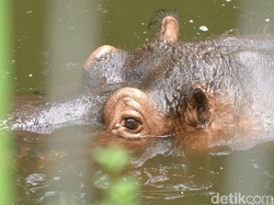 Sepi Pengunjung, Kebun Binatang Taman Jurug Solo Ditutup Lagi