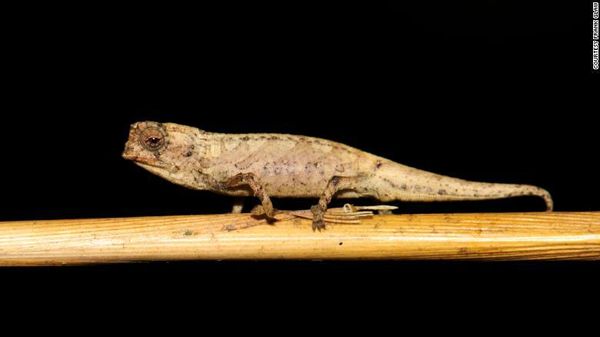 Rupa Bunglon Nano, Ukurannya Kurang dari 1 Inci