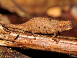 Apakah Bunglon Bisa Berubah Jadi Warna Apa Pun?