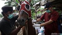 Cegah Tetanus, Kuda Delman di Jakarta Jalani Pemeriksaan Kesehatan