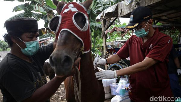 Cegah Tetanus, Kuda Delman di Jakarta Jalani Pemeriksaan Kesehatan