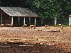 4 Tempat Melihat Rusa Selain Kebun Binatang