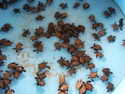 4 Tempat untuk Melihat Bayi Penyu di Pulau Jawa