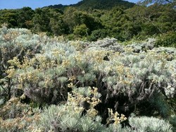 5 Alasan Mengapa Kamu Harus ke Alun-alun Surya Kencana