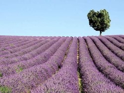 5 Destinasi Wisata Seru Bagi Pengantin Baru