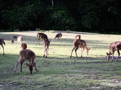 7 Alasan Kamu Wajib Liburan ke Pulau Peucang