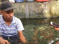 Ada Belut Keramat Raksasa di Ambon