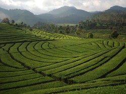 Ada Crop Circle di Bandung, Tapi Bukan Ulah UFO