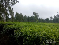 Ada Kebun Teh Seindah Ini di Kaki Gunung Sindoro
