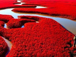 Ada Pantai Merah Darah di China