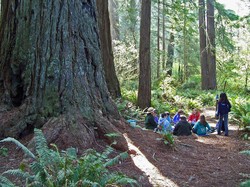 Ada Pohon Raksasa di Taman Nasional Ini!