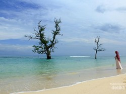 Ada Pohon Tumbuh di Laut Aceh