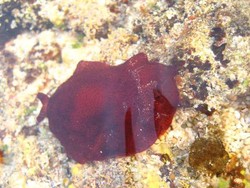 Ada yang Telanjang di Pantai Marosi