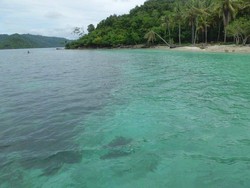 Aduh! Tersengat Bulu Babi di Kiluan