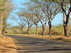 Afrika ala Banten di Tanjung Lesung