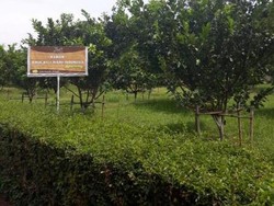 Agrowisata di Bawen, Ini Tempatnya