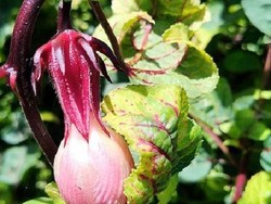 Agrowisata Seru di Taiwan, Ini Pilihan Tempatnya