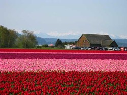 Aih Cantiknya! 5 Festival Bunga yang Wajib Dikunjungi