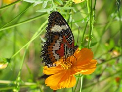 Aiih! Asyiknya Bermain di Taman Bersama Kupu-kupu