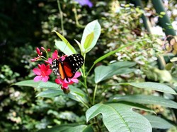Aiih! Cantiknya Kupu-kupu di Victoria Butterfly Gardens