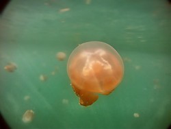 Aiiih! Lucunya Ubur-ubur Tanpa Sengat di Danau Kakaban