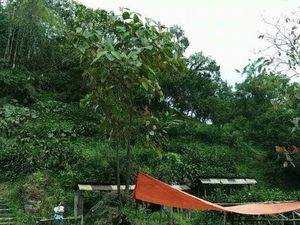 Air Terjun Cantik di Tengah Kebun Kopi