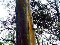 Ajaib! Ada Pohon Pelangi di Bandung