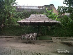 Akhir Pekan di Yogyakarta, Saatnya Datang ke Gembira Loka