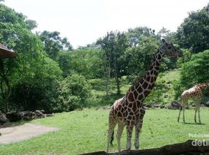 Akhir Pekan Ini Asyiknya Ajak Anak ke Taman Safari